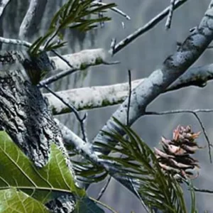 Pine tree hydrographic film design